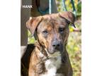 Adopt Hank a Brindle - with White American Pit Bull Terrier / Mixed dog in