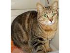 Adopt Raisin a Brown Tabby Manx (short coat) cat in Chattanooga, TN (35695059)