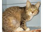 Adopt Robin a Brown Tabby Manx (short coat) cat in Chattanooga, TN (35695056)
