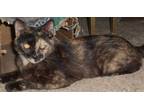 Adopt Darkstar a Tortoiseshell Domestic Shorthair (short coat) cat in