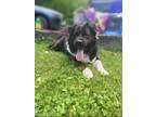 Adopt Bailey a Brown/Chocolate - with White Akita / Mixed dog in Pinsonfork