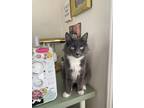 Adopt Chica a Gray or Blue Domestic Longhair / Mixed (long coat) cat in Los