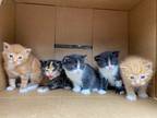 Adopt kittens a Gray or Blue (Mostly) British Shorthair / Mixed (medium coat)