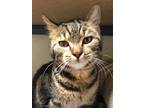 Adopt Kiwi a Tan or Fawn Tabby Domestic Shorthair (short coat) cat in