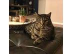 Adopt Charlie a Gray, Blue or Silver Tabby Domestic Shorthair / Mixed cat in