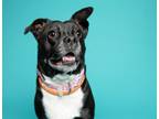 Adopt Gigi a Pit Bull Terrier, Mixed Breed