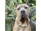 Adopt Drago a Tan/Yellow/Fawn Cane Corso / Mixed dog in Los Angeles