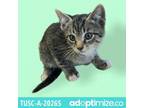 Adopt Stormy a Gray or Blue Domestic Shorthair / Mixed cat in Tuscaloosa