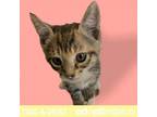 Adopt Stella a Tortoiseshell Domestic Shorthair / Mixed cat in Tuscaloosa
