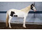 Adopt Frida Kahlo a Black Grade / Mixed horse in Louisville, KY (38123169)