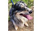 Adopt Bodhi a Merle Australian Shepherd / Mixed dog in Memphis, TN (38123839)