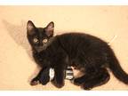 Adopt Brendan a All Black Domestic Mediumhair (medium coat) cat in Gig Harbor