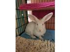 Adopt Gracie a White American / Mixed rabbit in Key West, FL (37989781)