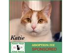 Adopt Katie a Domestic Short Hair