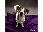 Adopt Kobe a Parson Russell Terrier, Dachshund