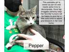 Adopt Pepper a Domestic Short Hair