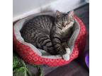 Adopt Emma a American Shorthair