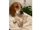 Adopt Grace Onslow a Beagle