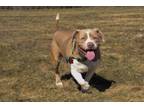 Adopt Annie a Pit Bull Terrier