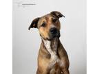 Adopt Millie a American Staffordshire Terrier, Mixed Breed