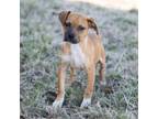 Adopt Janet a Mixed Breed
