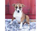 Adopt Tamara a Mixed Breed