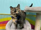 Adopt Mags a Tortoiseshell