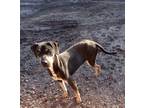 Adopt Pirata (12) a Pit Bull Terrier