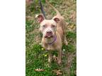 Adopt Little Mama a American Staffordshire Terrier