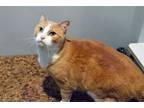 Adopt Shasta a Domestic Short Hair