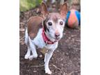 Adopt Callie-SWEET AT SIXTEEN a Rat Terrier, Jack Russell Terrier