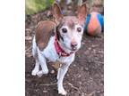 Adopt Callie a Rat Terrier