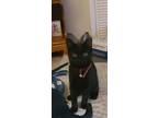 Adopt Kim KITTEN a Domestic Short Hair