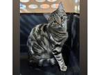 Adopt Felicity a Domestic Short Hair, Bengal