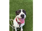 Adopt CUPID a Pit Bull Terrier
