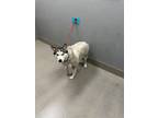 Adopt WINTER a Siberian Husky