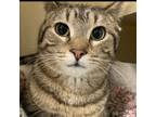 Adopt Buttons a American Shorthair