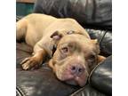Adopt Wendy a Pit Bull Terrier