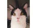 Adopt Louise a Domestic Short Hair