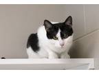 Adopt Maddie a Domestic Short Hair