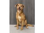 Adopt Lovely a Labrador Retriever, Mixed Breed