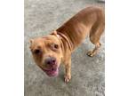 Adopt Frisky AVAILABLE a American Staffordshire Terrier