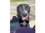 Adopt Not Accepting Applications Yet! - MaryJane a Black Labrador Retriever