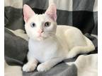 Adopt Unique a Domestic Short Hair