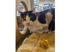 Adopt Patches a Calico