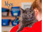 Adopt Nyx a Domestic Short Hair