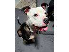 Adopt PEAR a Pit Bull Terrier, Mixed Breed