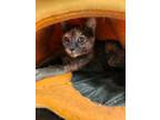 Adopt Tamara a Domestic Short Hair, Dilute Tortoiseshell