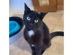 Adopt Dossier a Domestic Short Hair