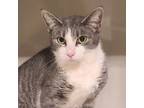 Adopt Lillian a Tabby, Domestic Short Hair